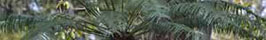 native-cycad-sml.jpg