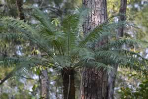 native-cycad.jpg